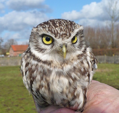 2015 02 27 steenuilen 14